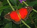 Dorsal view