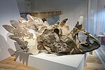 Regaliceratops tengkorak di Royal Tyrrell Museum.jpg