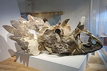 Royal Tyrrell Müzesi'nde Regaliceratops kafatası. Jpg