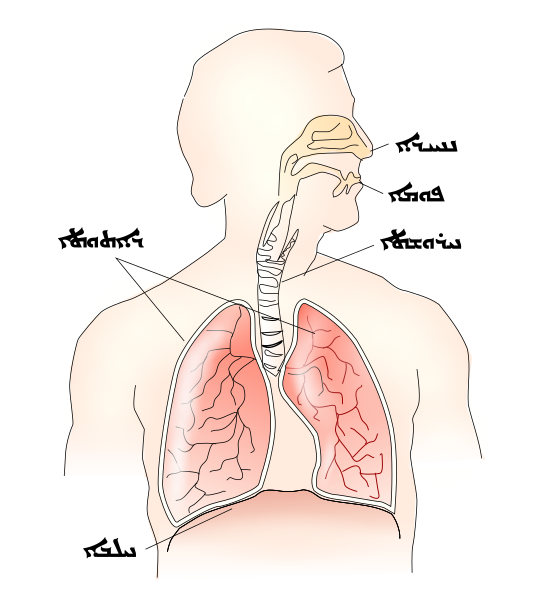 File:Respiratory system-syc.svg