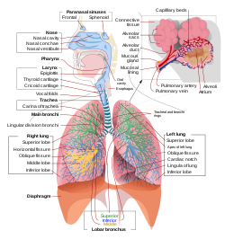 Pamje e plotë, skematike e sistemit të frymëmarrjes njerëzore me pjesët dhe funksionet e tyre