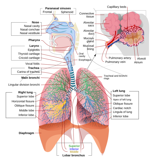 The Respiratory system