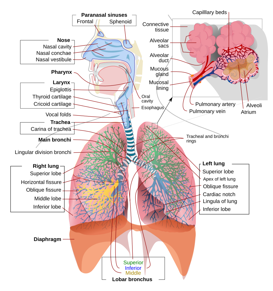 file-respiratory-system-complete-en-svg-wikipedia-the-free-encyclopedia