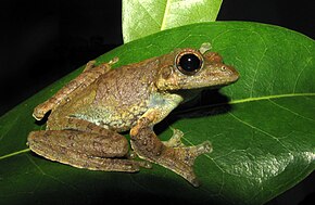 Beschrijving van de afbeelding R.calcadensis.jpg.