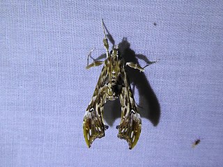 <i>Rhectosemia</i> Genus of moths