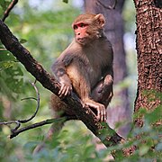 Rhesus macaque (Macaca mulatta mulatta) female.jpg