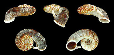 Rhiostoma smithi (Smith’s Snorkel Cyclophorus), Shell