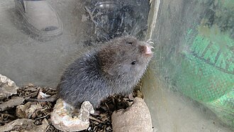 A Rhizomys (bamboo rat) from Nagaland, India Rhizomys.JPG