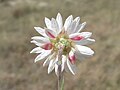 Rhodanthe anthemoides