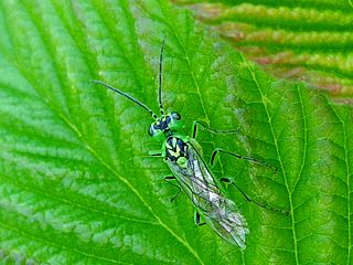 <i>Rhogogaster chlorosoma</i> Species of sawfly