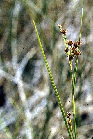 <i>Rhynchospora capitellata</i> Species of grass-like plant