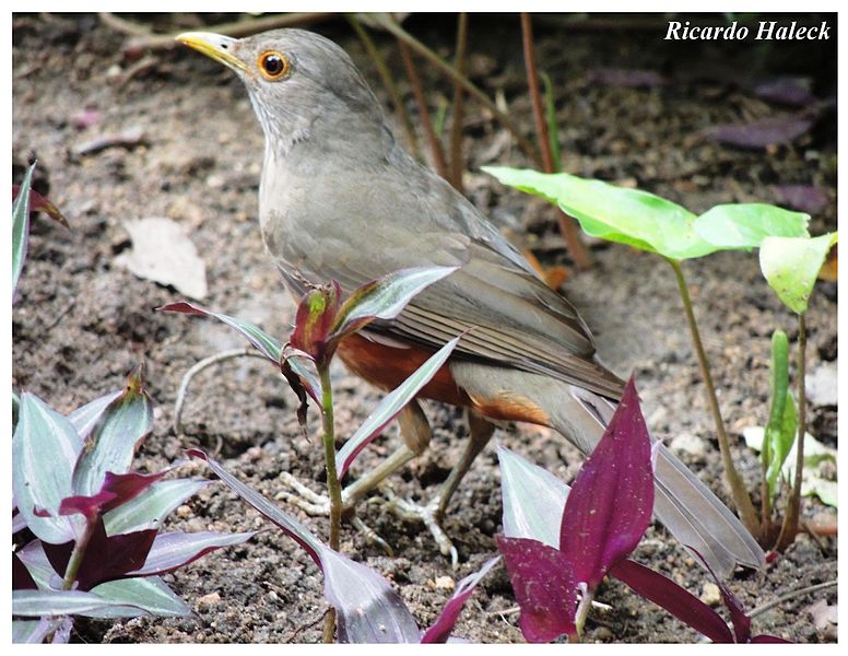 File:Ricardo Haleck - Natureza 020.jpg