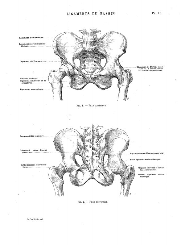 LIGAMENTS DU BASSIN Pl. 15