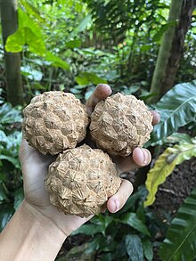 Ripe P. mesocarpa fruit Ripe Pelagodoxa mesocarpa fruit.jpg