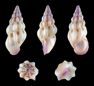 <i>Rissoa decorata</i> species of mollusc