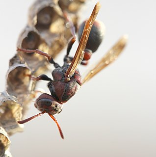 <i>Ropalidia revolutionalis</i> Species of wasp