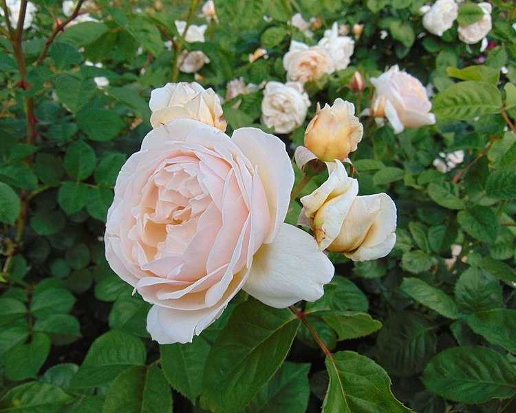 File:Rosa 'Sweet Juliet' 3.jpg