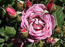 Rosa Macenta 1 RF.jpg