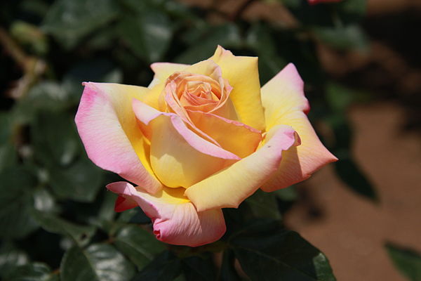 The hybrid tea rose, 'Peace'