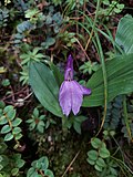 Thumbnail for File:Roscoea bhutanica.jpg