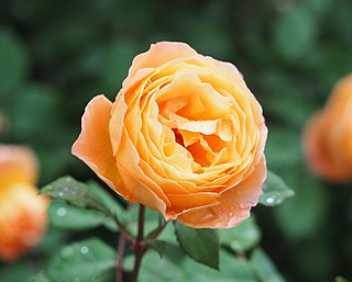 <i>Rosa</i> Lady Emma Hamilton Orange shrub rose cultivar