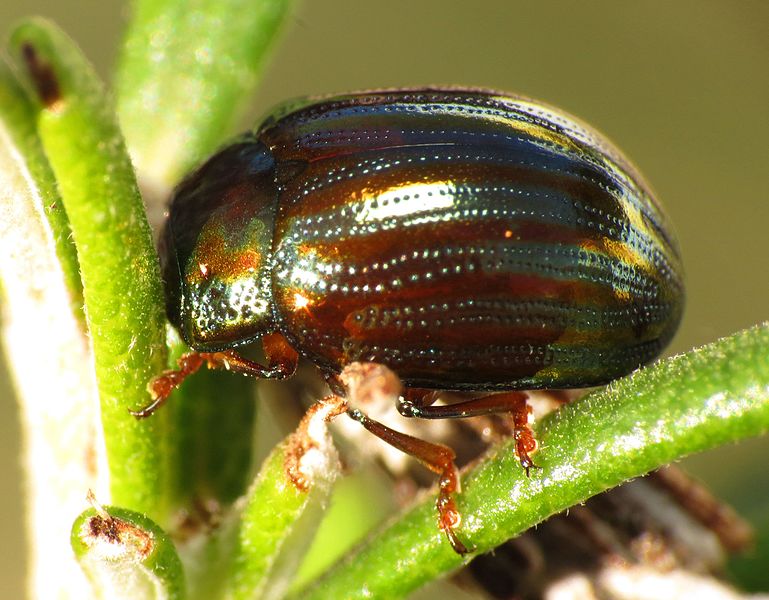 File:Rosemary Beetle - Flickr - treegrow (6).jpg