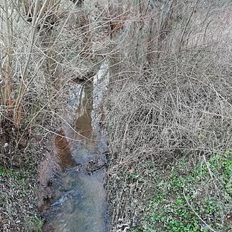 Dicht bewachsener Uferstreifen des Roßmannsbaches