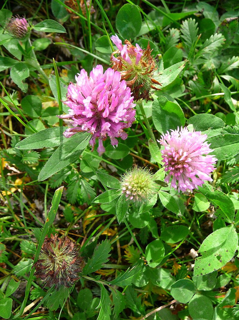 Trifolium elegans. Trifolium Jessica. Trifolium resupinatum. Trifolium в архитектуре.