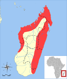 Rousettus madagascariensis ауқымы map.svg