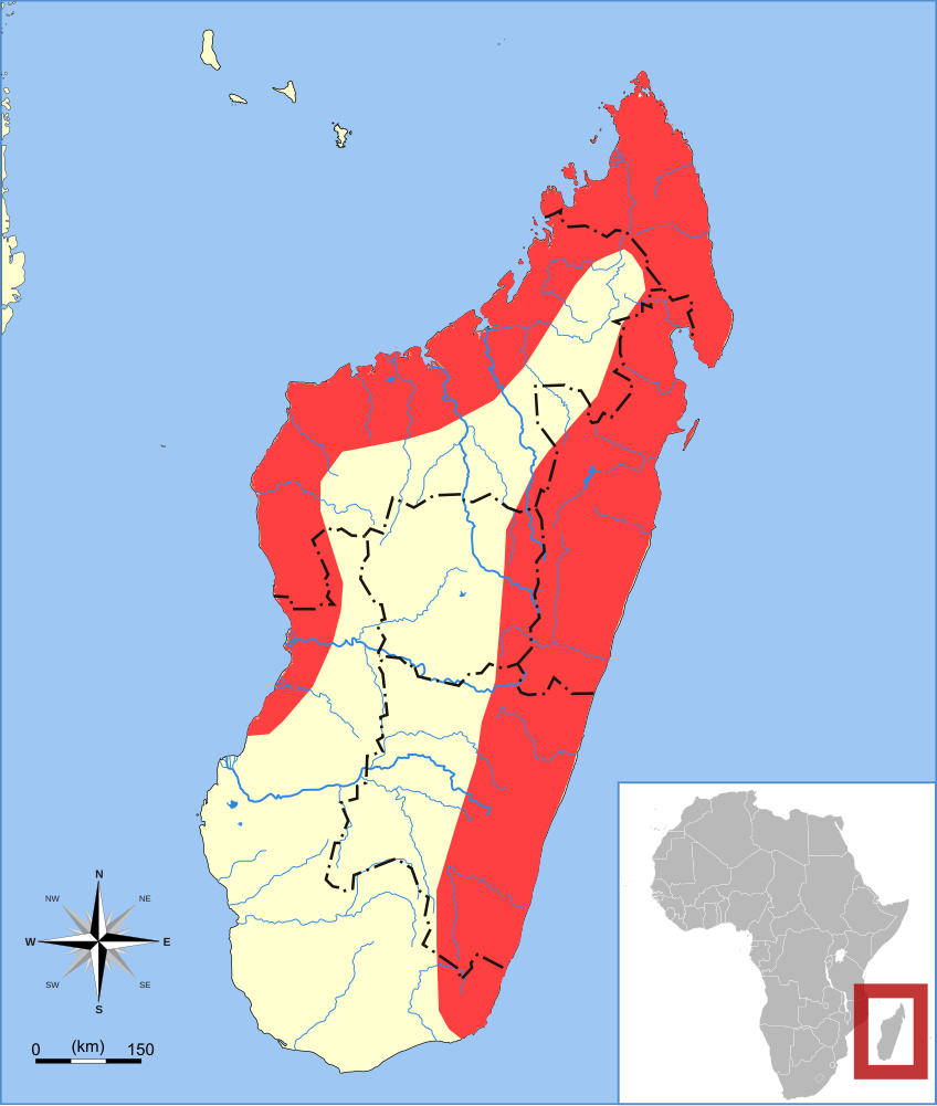 The average litter size of a Madagascan rousette is 1