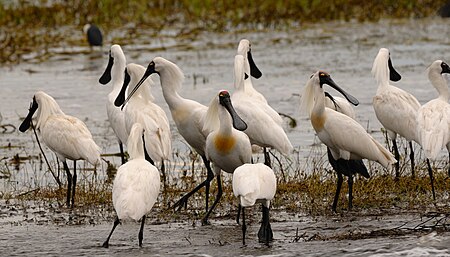 RoyalSpoonBillsFoggDam.jpg