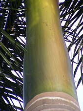 Close up of crown of Roystonea regia showing smooth tapering leaf sheath and fresh leaf scars, Kolkata, India Royal Palm Leaf Sheath.jpg