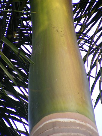 royal palm tree in india