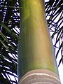 Royal Palm Leaf Sheath.jpg