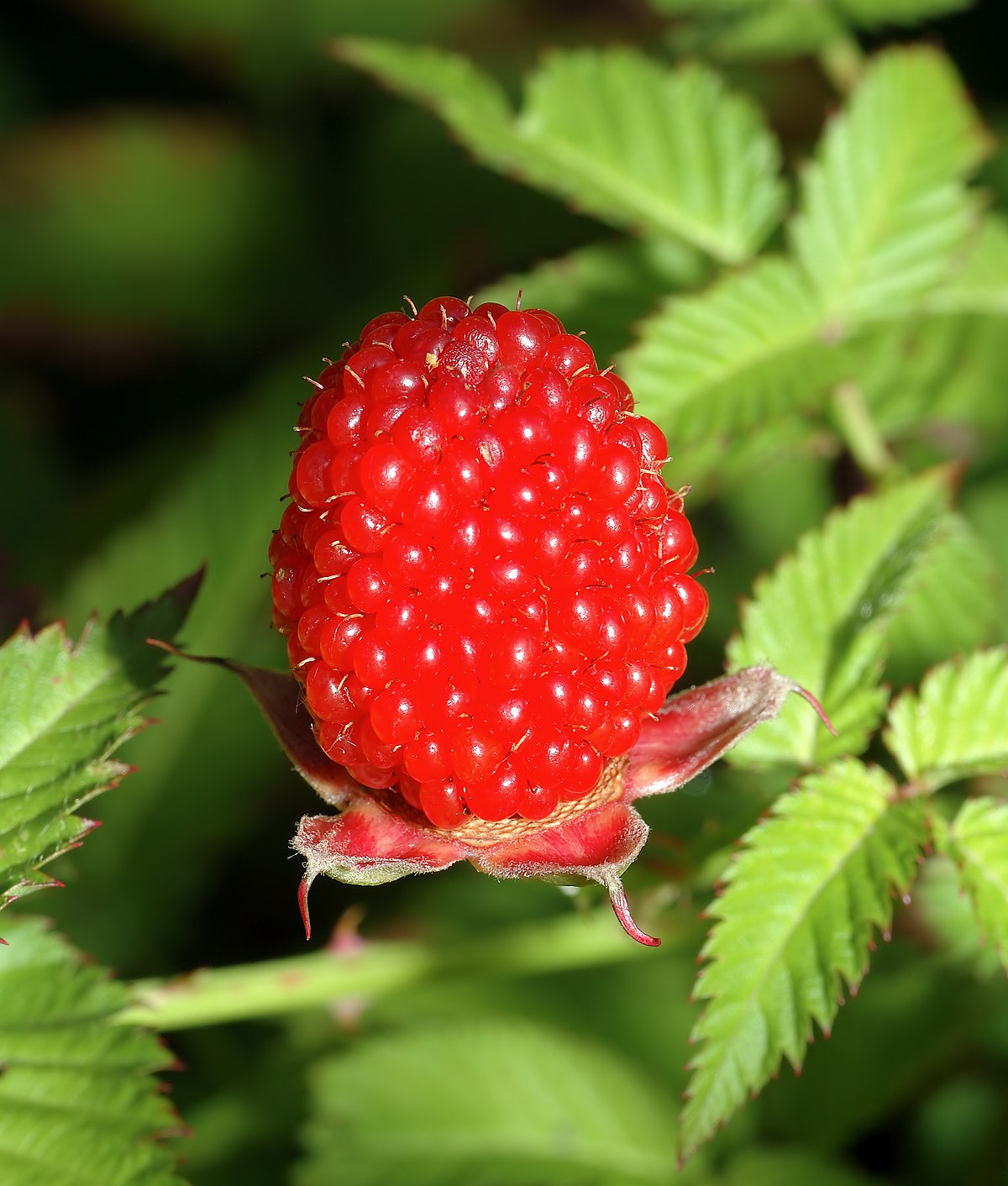 Rubus illecebrosus - Wikipédia
