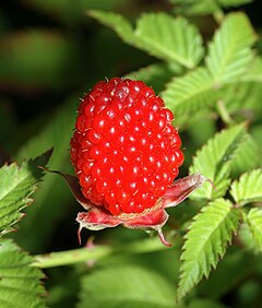 Description de l'image Rubus illecebrosus - fruit (aka).jpg.