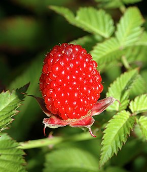 Beschrijving van Rubus illecebrosus - fruit (aka) .jpg afbeelding.