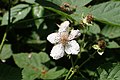 Rubus nemorosus kz04.jpg