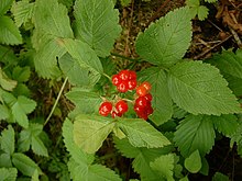 R. saxatilis leaves and berries Rubus saxatilis02.jpg