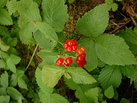 Tập_tin:Rubus_saxatilis02.jpg