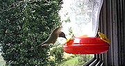 Thumbnail for File:Ruby Throated Hummingbird at at Kisak's Cinnamon Hill Farm.jpg