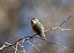 Thumbnail for File:Rufous hummingbird (61663).jpg