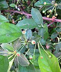 Thumbnail for File:Ruhland, Brauhausplatz, Zierapfel (Malus sargentii) in Gebüschpflanzung, Fruchtansatz am Zweig, Frühling, 02.jpg