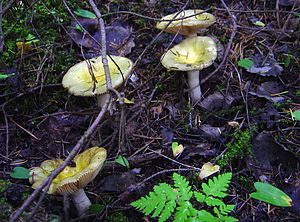 Russula postiana.jpg