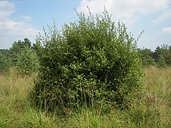 Salix aurita 005.jpg