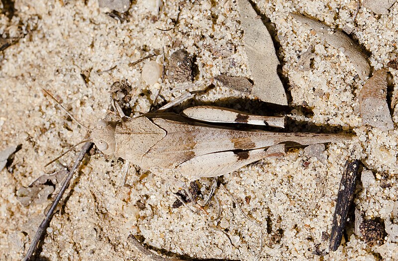 File:Saltamontes (Oedalus decorus), Setúbal, Portugal, 2012-08-17, DD 08.JPG