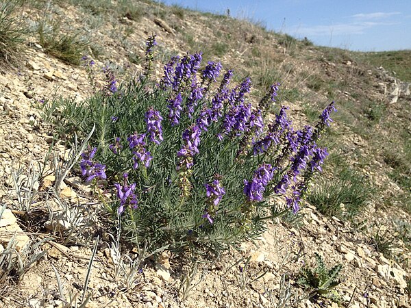 Salvia jurisicii