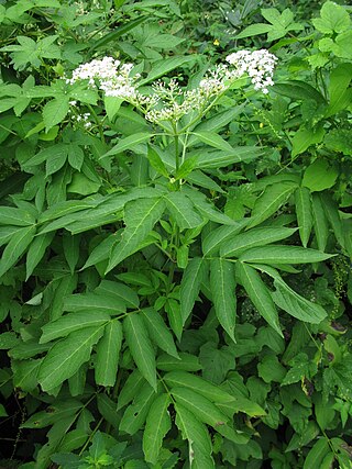 <i>Sambucus javanica</i> Species of plant