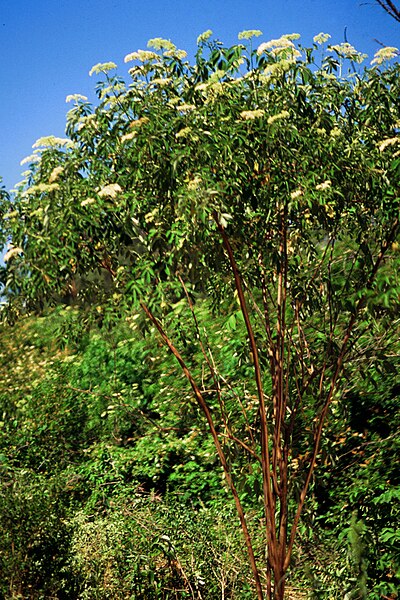 File:Sambucus nigra ssp canadensis 1120588.jpg