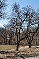 English: Walnut trees Deutsch: Walnuss-Bäume